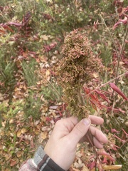 Eriophyes rhoinus