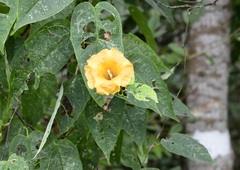 Ipomoea aurantiaca