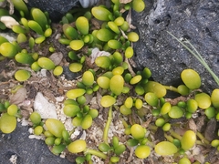 Sesuvium ayresii