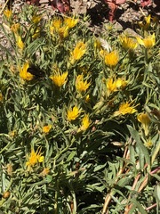 Ericameria suffruticosa