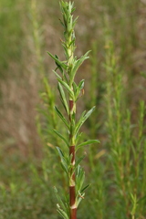 Cliffortia strobilifera