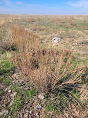 Artemisia pauciflora