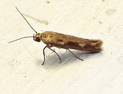 Scythris trivinctella