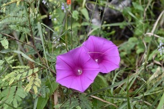 Ipomoea bernoulliana