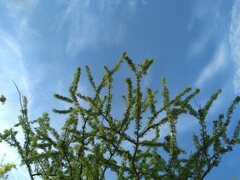 Havardia acatlensis
