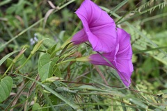 Ipomoea bernoulliana
