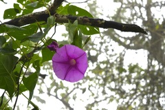 Ipomoea bernoulliana