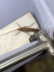 Limnephilus