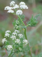 Capnophyllum