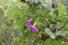 Ipomoea bernoulliana