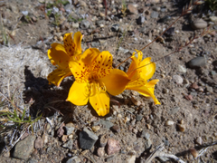 Alstroemeria patagonica