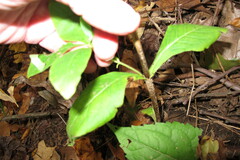 Triosteum aurantiacum