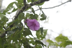 Ipomoea bernoulliana