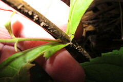 Triosteum aurantiacum