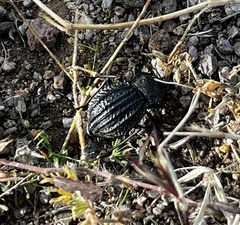 Philolithus sordidus