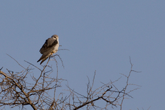 Elanus caeruleus caeruleus