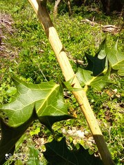 Hyperbaena ilicifolia