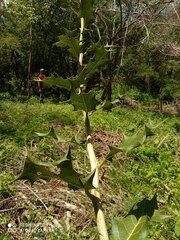 Hyperbaena ilicifolia