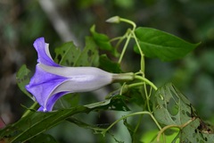 Ipomoea lindenii