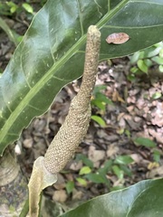 Anthurium schlechtendalii