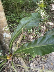 Anthurium schlechtendalii