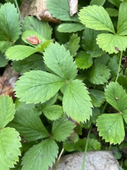 Fragaria virginiana