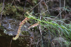 Dracophyllum secundum