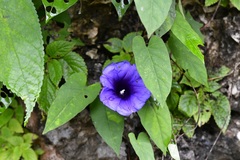 Ipomoea lindenii