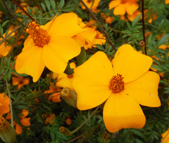Tagetes