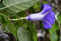 Ipomoea lindenii