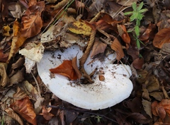Lactarius controversus