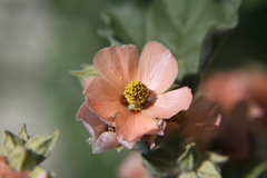 Sphaeralcea bonariensis