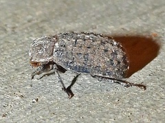 Trox