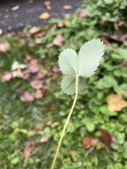 Fragaria virginiana
