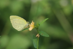 Eurema hecabe