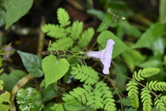 Ipomoea trifida