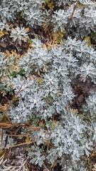 Artemisia stelleriana