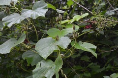 Ipomoea villifera