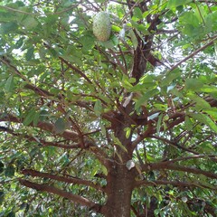 Annona montana