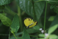 Eurema hecabe