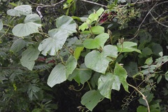 Ipomoea villifera