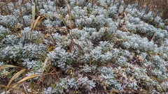 Artemisia stelleriana
