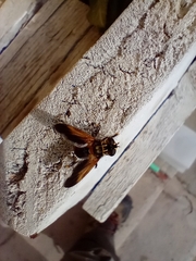 Trichopoda pictipennis