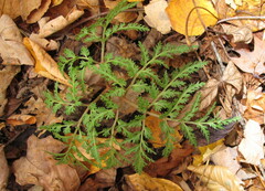 Sceptridium dissectum