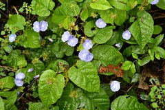 Jacquemontia pentanthos