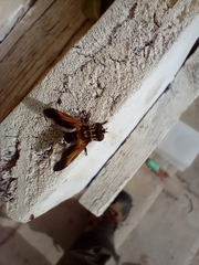 Trichopoda pictipennis