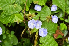 Jacquemontia pentanthos