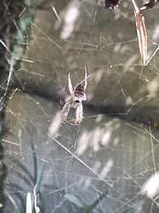Kapogea sellata