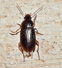 Notiobia terminata