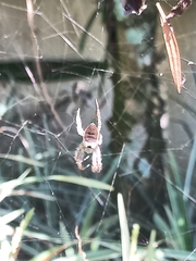 Kapogea sellata